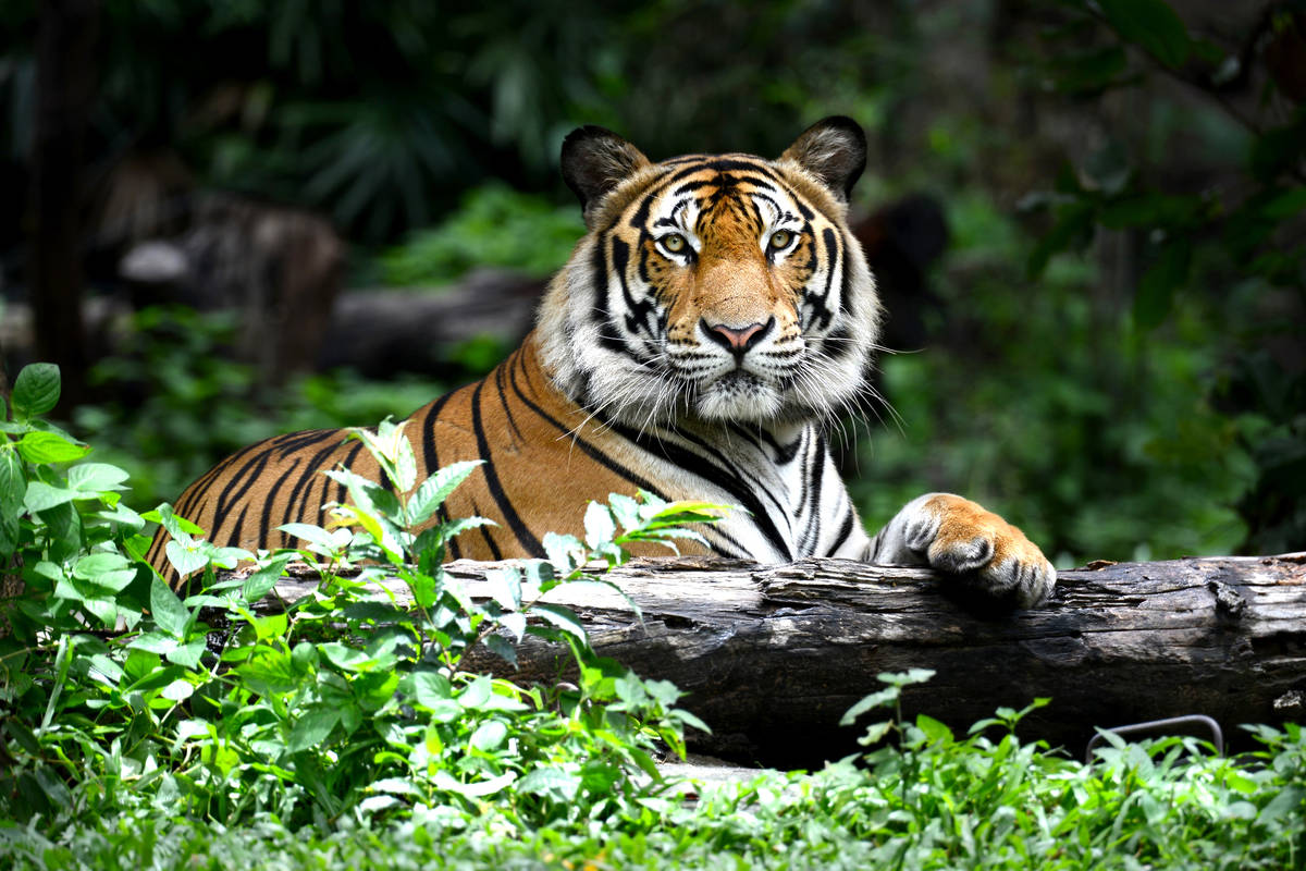 tiger, died, electric fence, forest