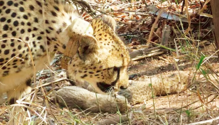 cheetah, identified as KNG22
