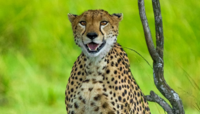 cheetah was injured in its back after being hit by sticks, veterinary examination confirmed gunshot injuries. (Representative Image/Unsplash)