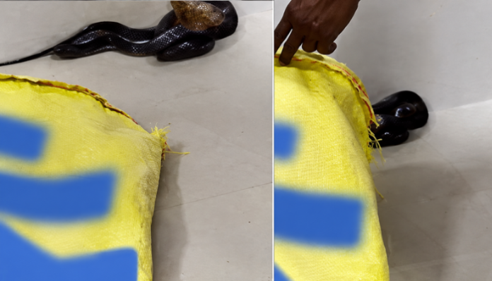 Snake Found in Indore Hospital's OT
