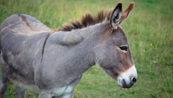 Donkey Gets Nursing Certificate in MP